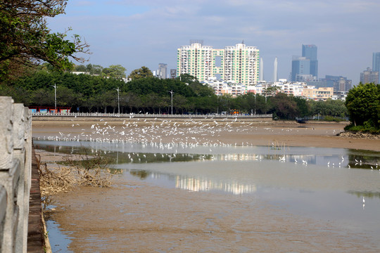 小白鹭