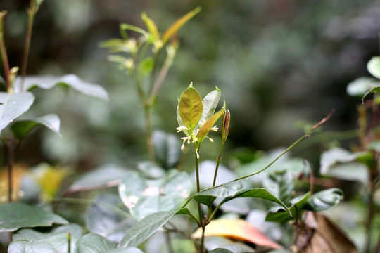 高清桂花