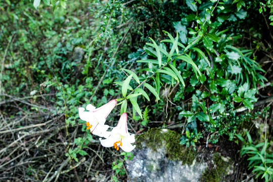 野百合花