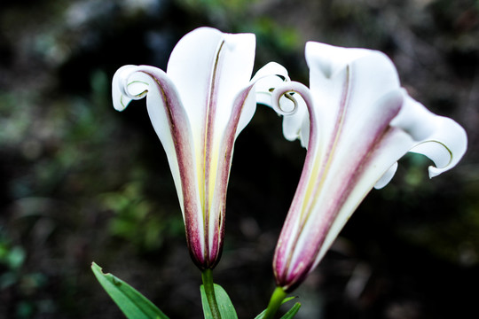 野百合花