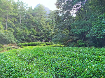 武夷山茶园