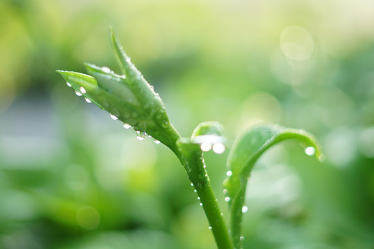 雨后白玉簪