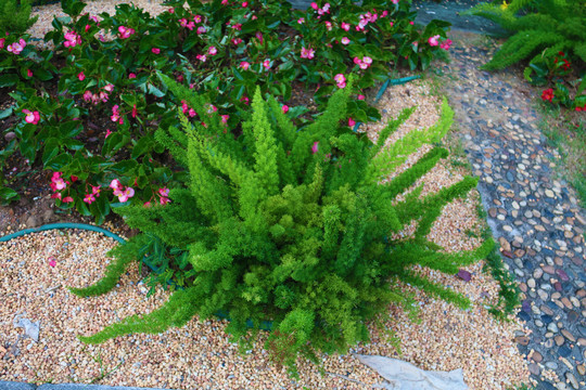 植物