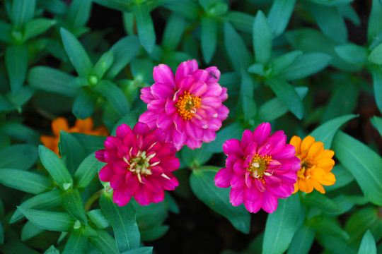 花花草草