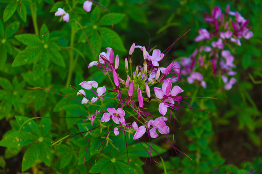 花花草草