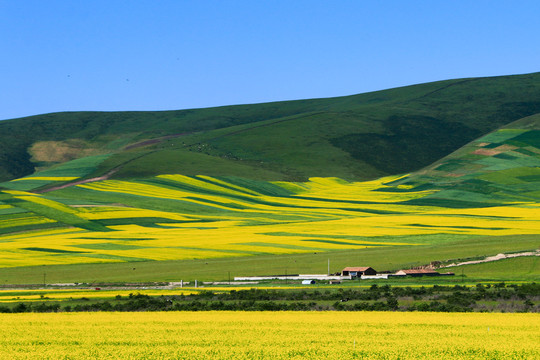 青海门源县万亩油菜花海