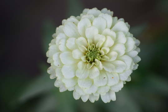 百日菊