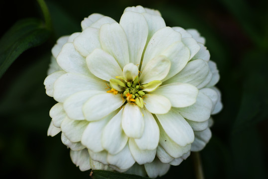 百日菊