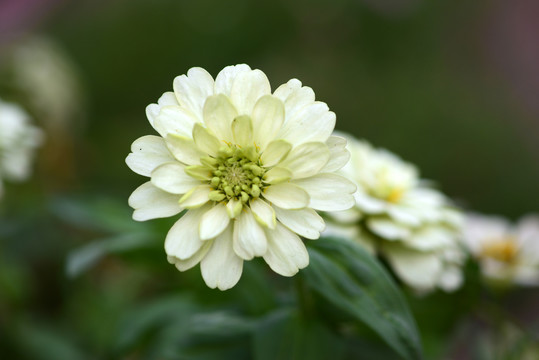 百日菊