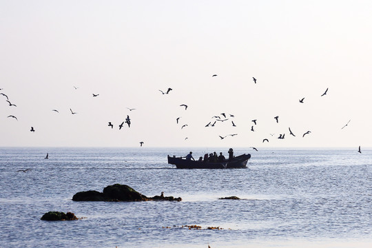 许多海鸥