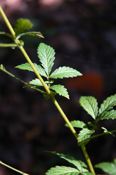 仙鹤草