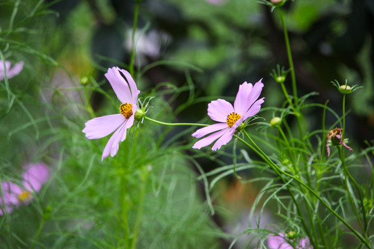 格桑花