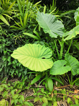 植物