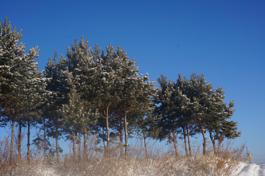 雪景树林