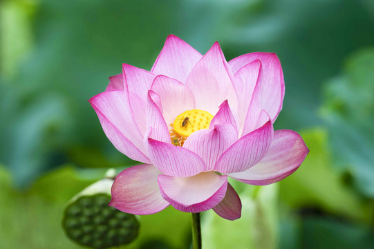 荷花
