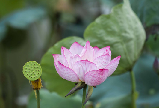 荷花
