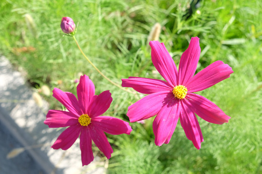 波斯菊