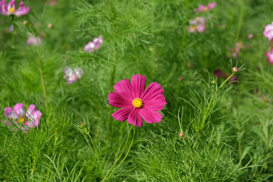 波斯菊