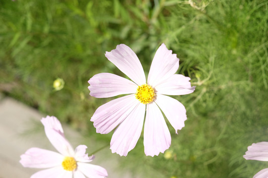 波斯菊