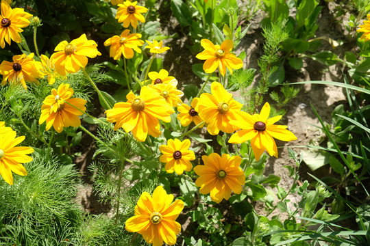 黄色花