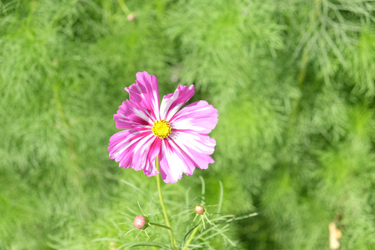 波斯菊