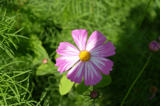 波斯菊