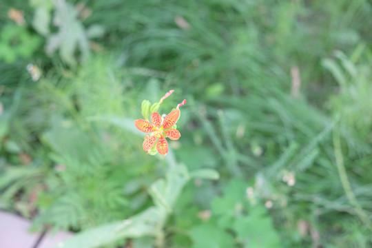 奇异小花瓣