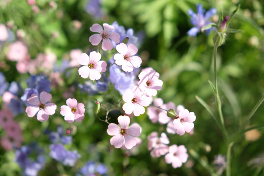 麦蓝菜