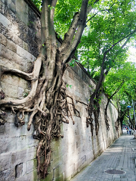 重庆中山四路黄桷树