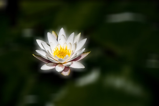 梦幻莲花
