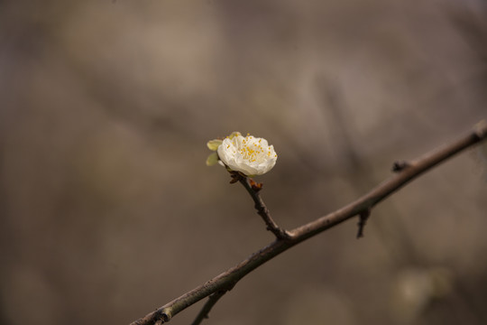 龙游梅