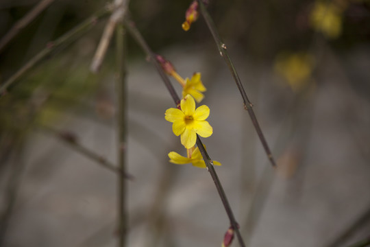 迎春花