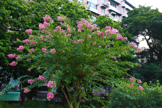 植物
