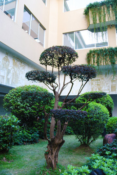 植物