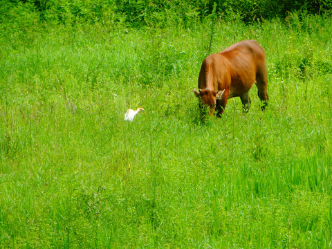 牛与鸟之觅食