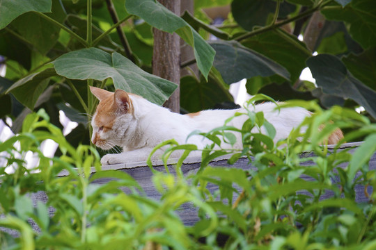 墙头上的猫