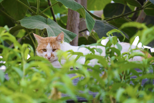 隐藏在树叶中的猫