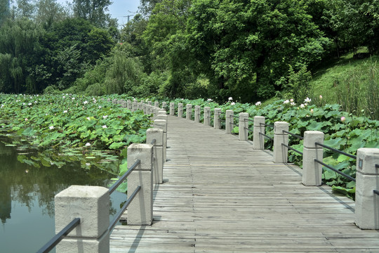 荷塘栈道