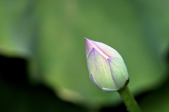 荷花花蕾