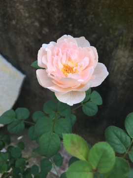 粉色蔷薇