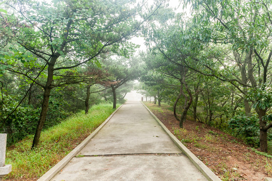 下山的林荫小道