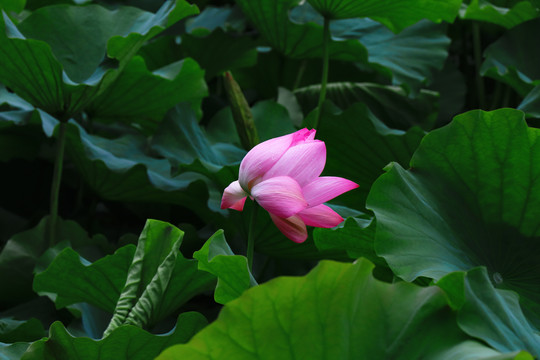 荷花菡萏莲花
