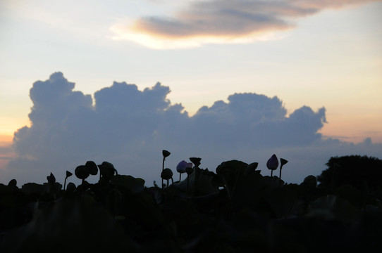 夕阳下的莲塘