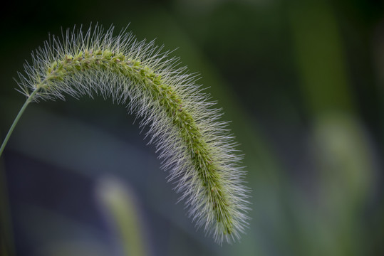 狗尾巴草