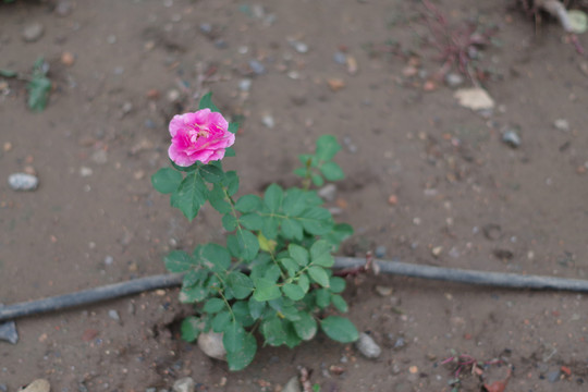 月季花