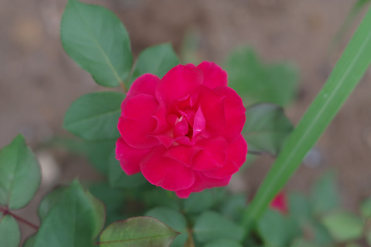 月季花