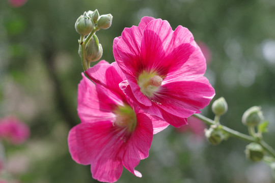 蜀葵花