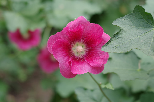 蜀葵花