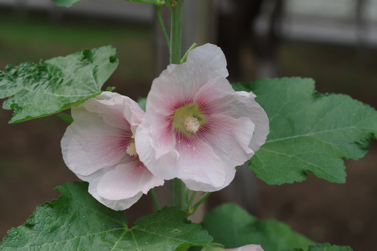 蜀葵花
