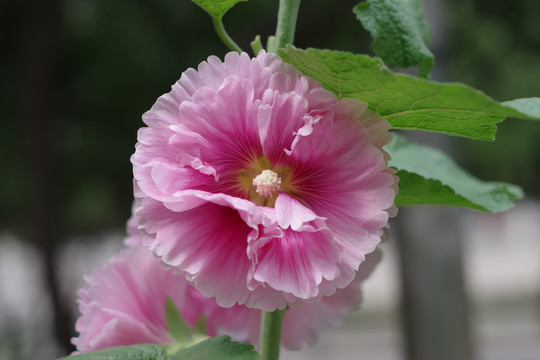 蜀葵花
